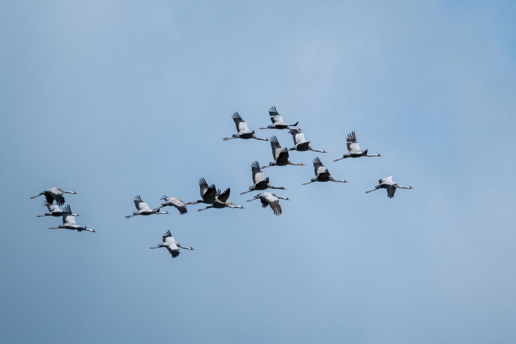 Vol de grues cendrees en formation dans un ciel bleu lors de la migration