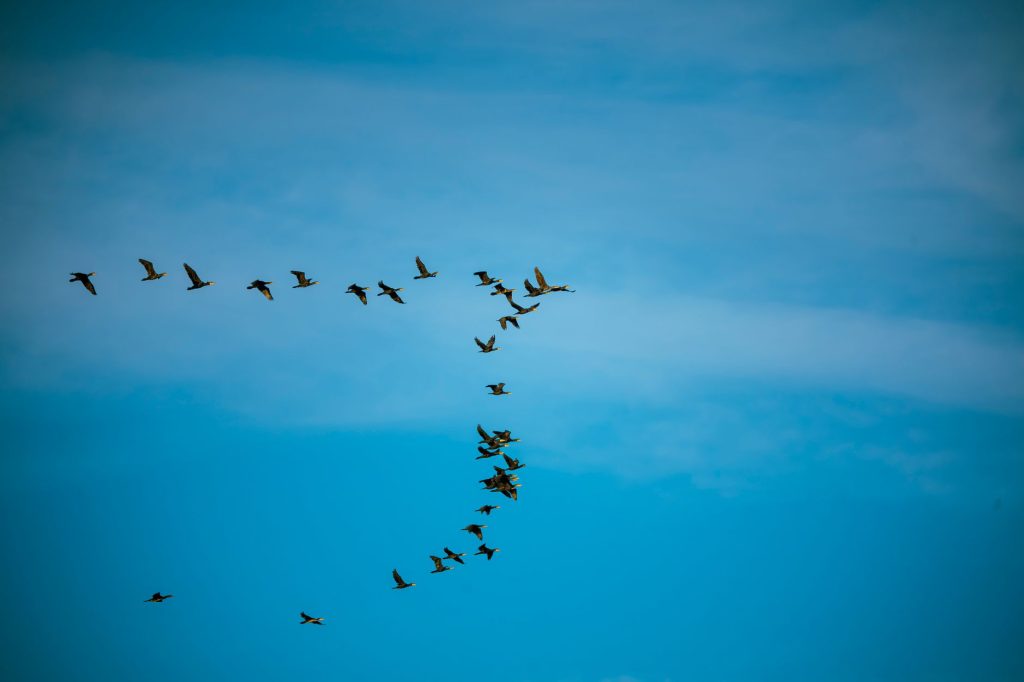 Vol d'oiseaux migrateurs dans un ciel d'automne