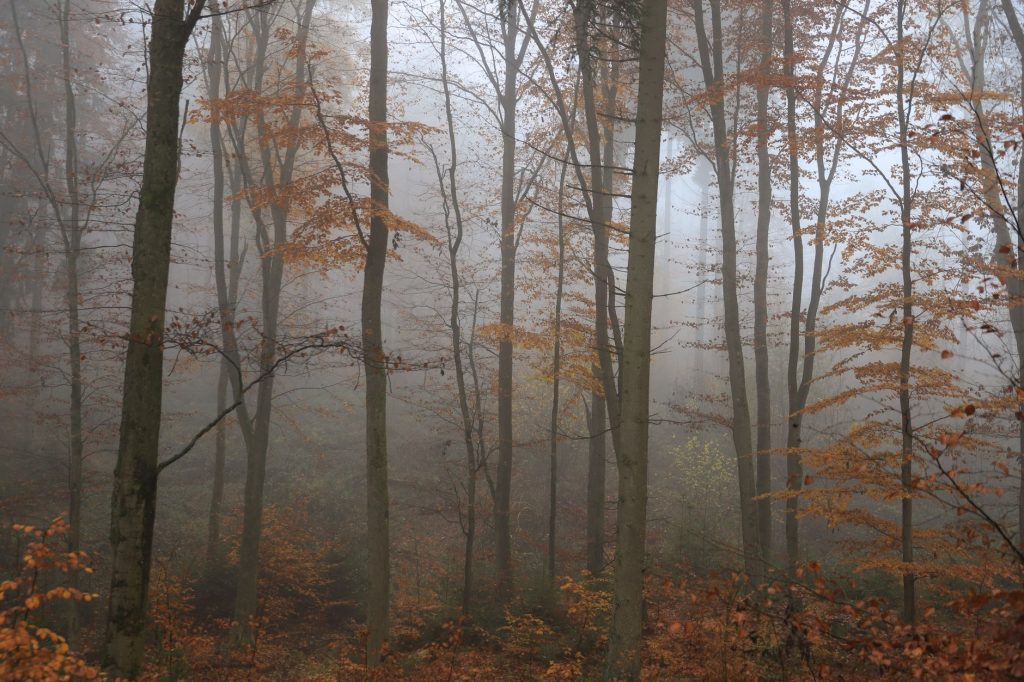 Sous-bois automnal humide avec feuilles mortes, habitat typique de la bécasse des bois