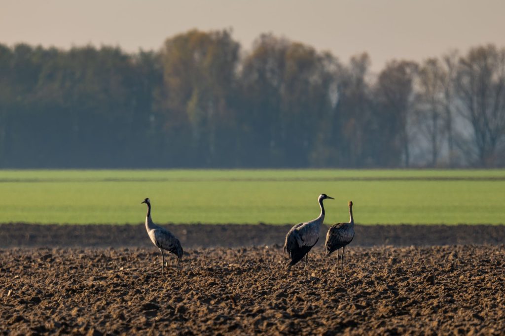 La grue cendrée : migration, vol en V et haltes en France