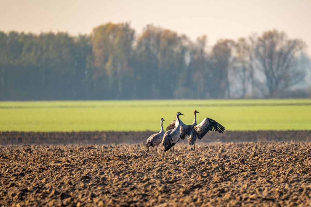 Groupe de grues cendrees rassemblees dans une plaine agricole