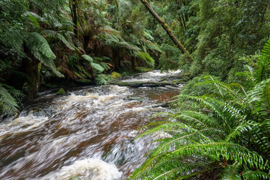 Ruisseau forestier de Tasmanie bordé d une végétation dense