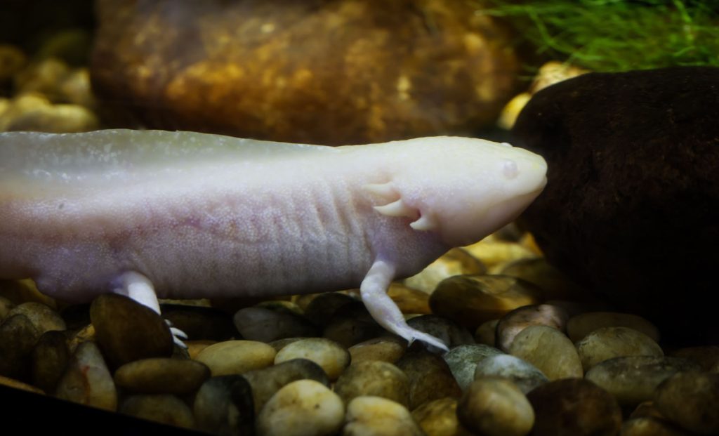L&rsquo;axolotl : la salamandre qui ne grandit jamais et régénère tout