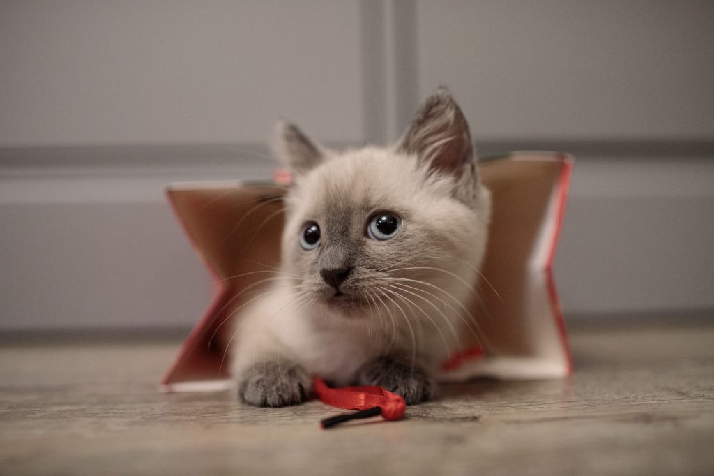 Chaton Siamois en train de jouer