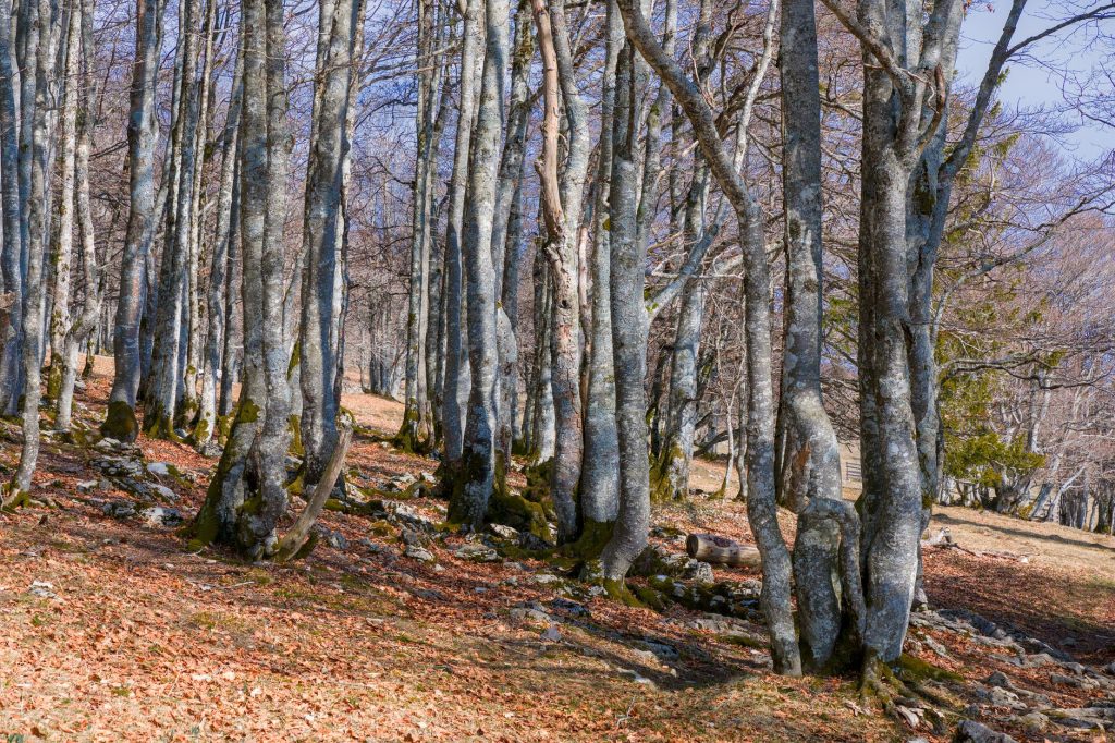 Futaie de hêtres âgés, habitat typique de la martre des pins