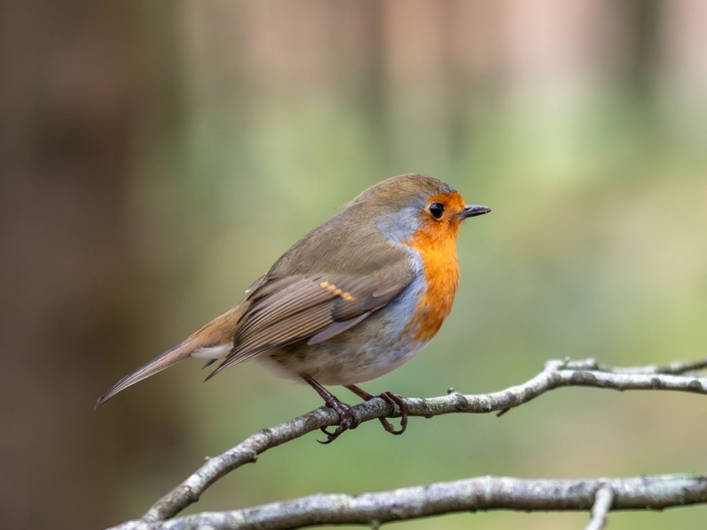 Le rouge-gorge familier : chant d&rsquo;automne, territoire et vie au jardin