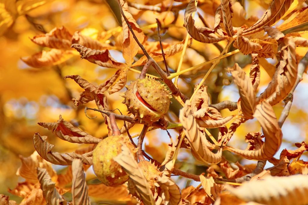 Marrons d'Inde tombes au sol en automne