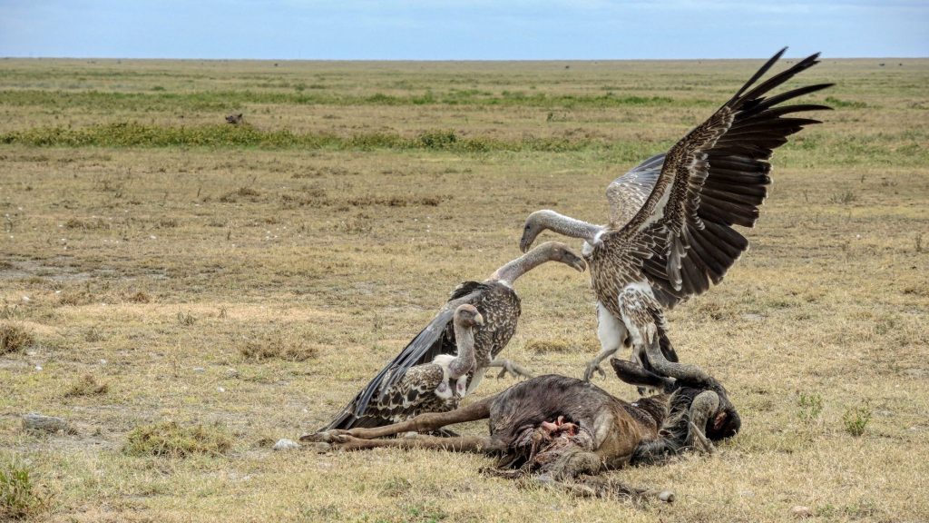 Groupe de vautours fauves rassembles au sol autour d une carcasse
