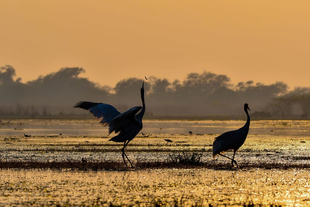 Grues cendrees silhouettees au crepuscule sur une zone humide doree