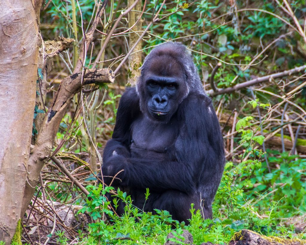 Mâle gorille à dos argenté au regard calme dans son habitat forestier