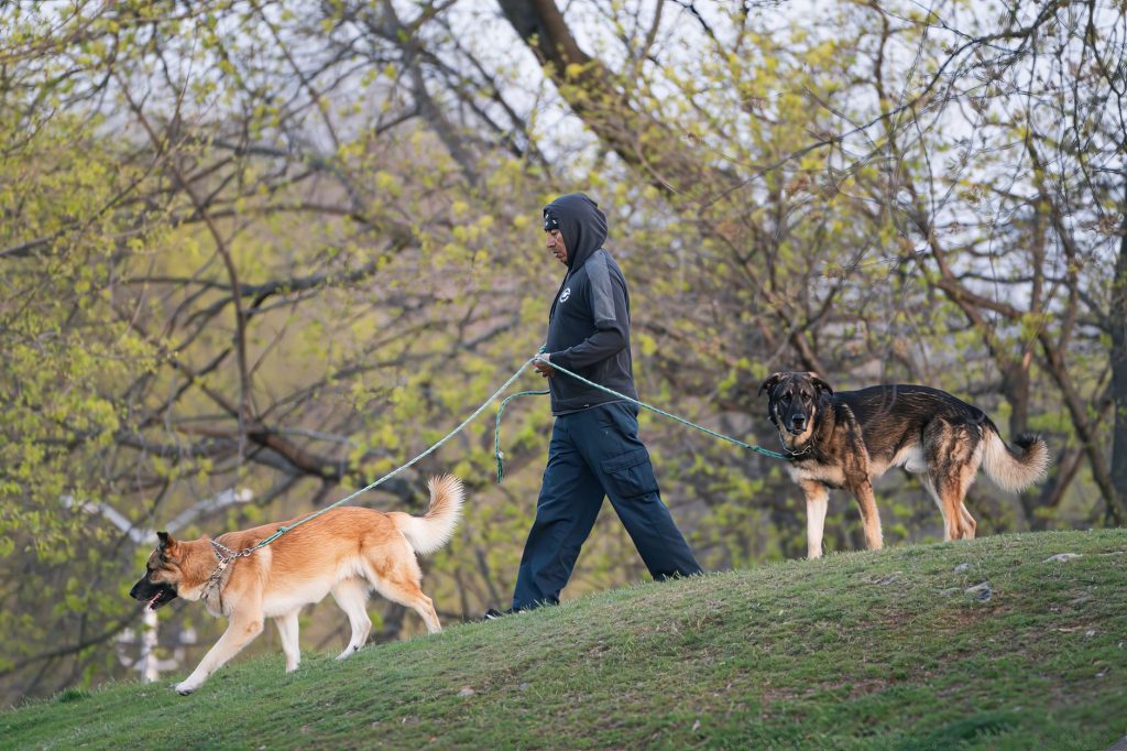 Berger allemand en promenade avec son maître