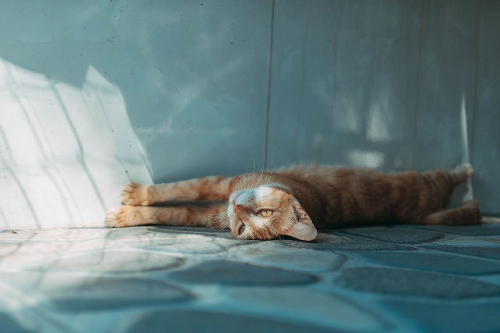 Chat roux qui s'étire paisiblement dans un coin ensoleillé de la maison