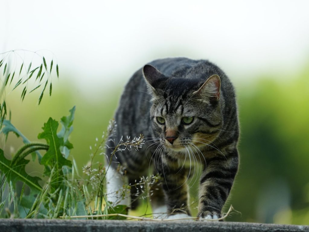 Chat et prédation des oiseaux : comprendre l&rsquo;impact et le réduire