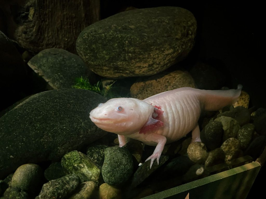 Axolotl rose posé au fond de l'eau, branchies externes bien visibles