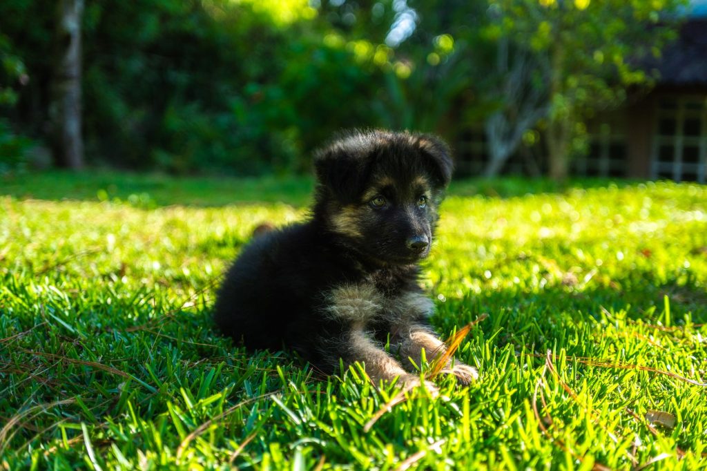 Chiot berger allemand en exploration