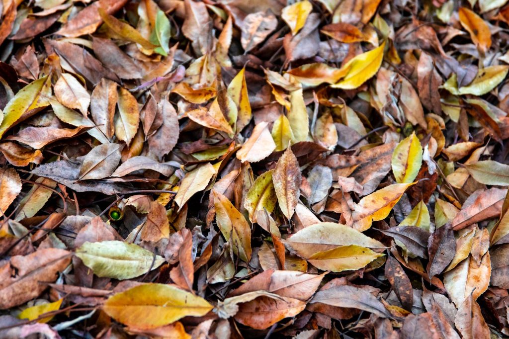Coin de jardin naturel avec feuilles mortes et végétation laissée libre en automne
