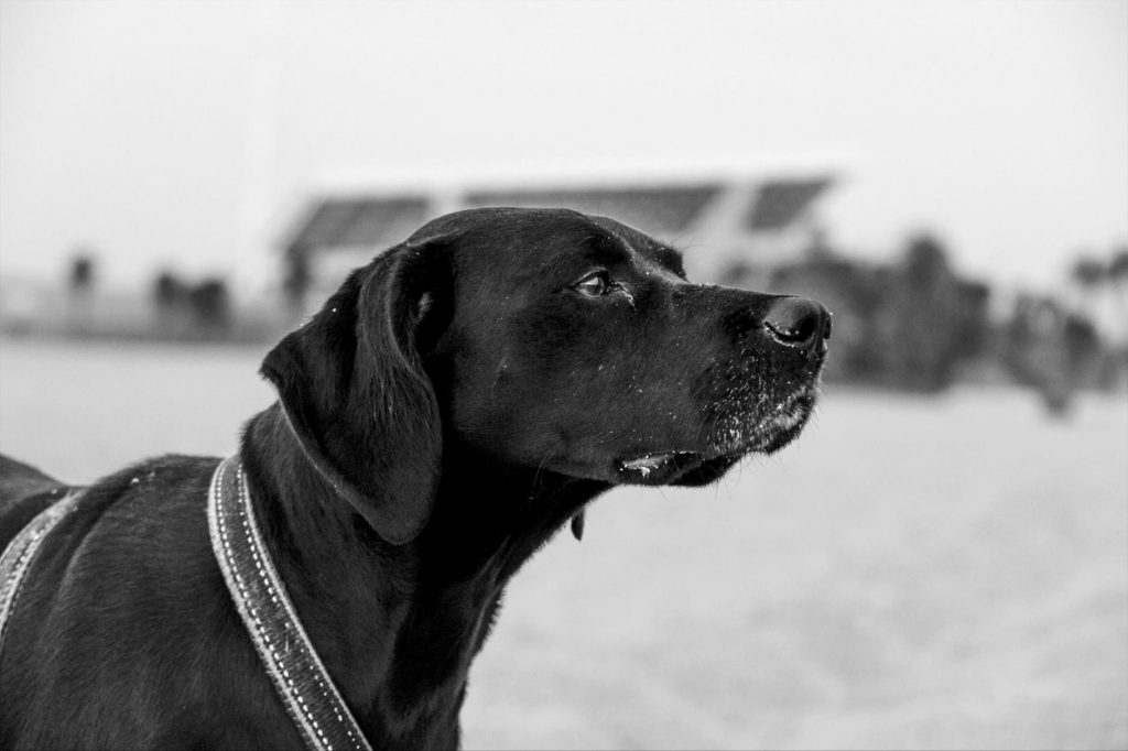Labrador Retriever : caractère, éducation, santé et prix du chien de famille
