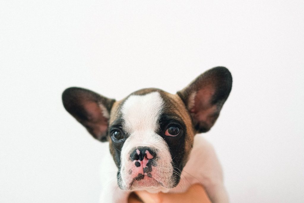 Chiot bouledogue français jouant sur l'herbe