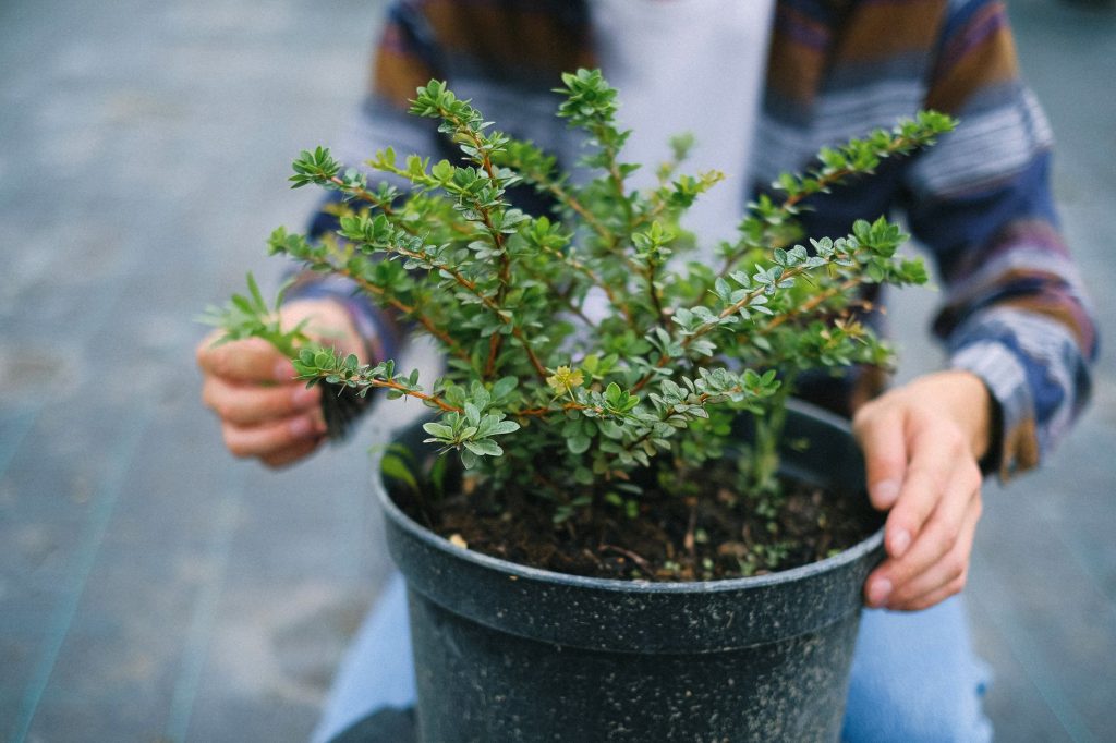 Jeune arbuste de haie prêt à être planté, tenu par un jardinier