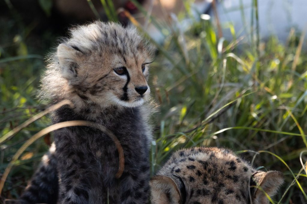 Jeunes guépardeaux dans les herbes hautes d'une prairie kenyane