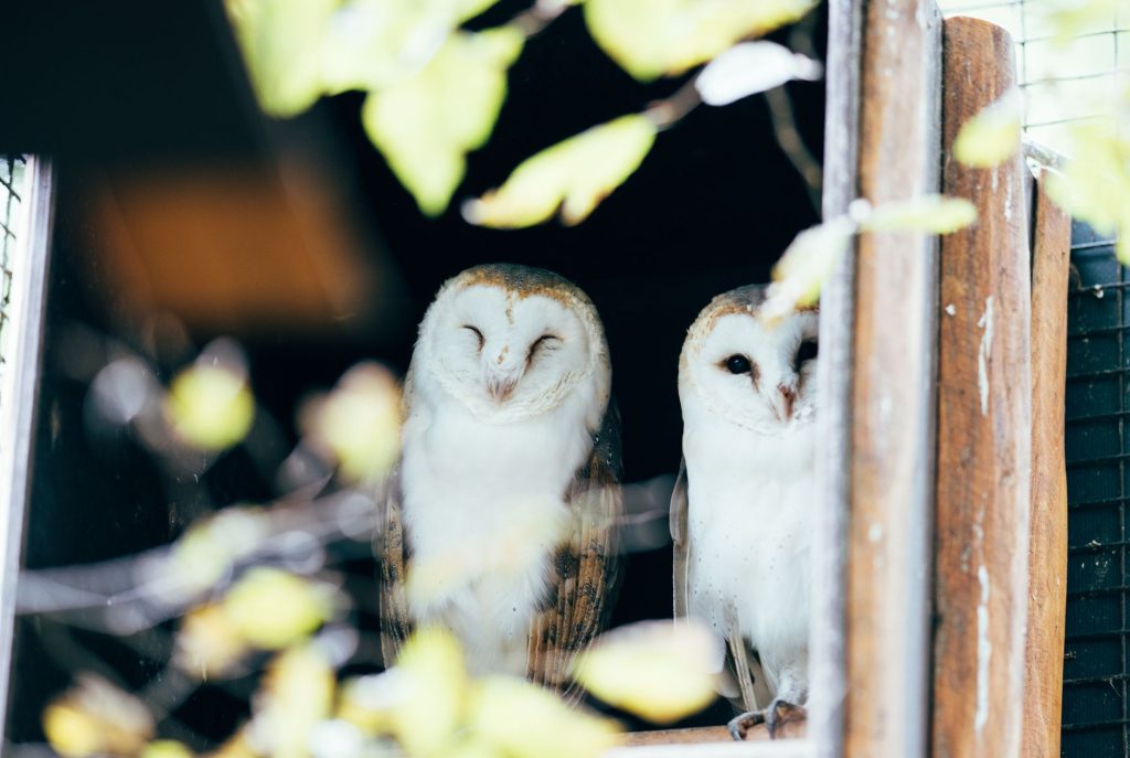 Nichoir en bois destiné à accueillir une chouette effraie