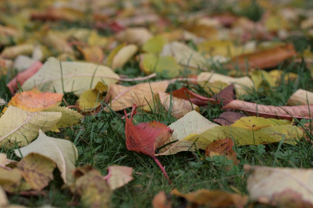 Jardin refuge en automne : les gestes qui abritent la faune avant l&rsquo;hiver