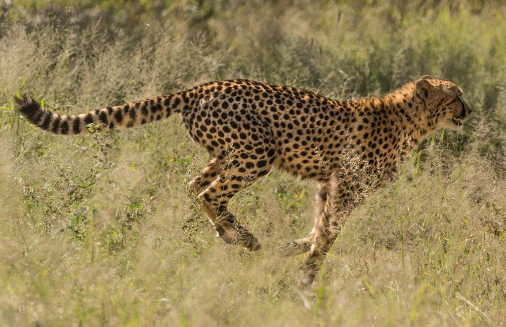 Le guépard : le félin le plus rapide du monde, sprinteur menacé de la savane