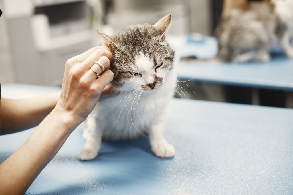 Chat examiné sur la table de consultation d'une clinique vétérinaire