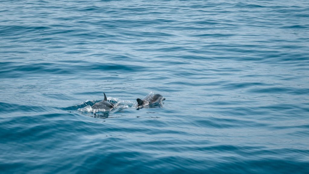 Les captures accidentelles en mer : quand la pêche menace la faune marine