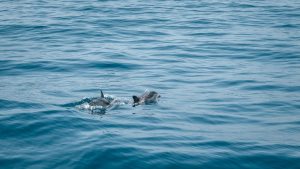 Les captures accidentelles en mer : quand la pêche menace la faune marine
