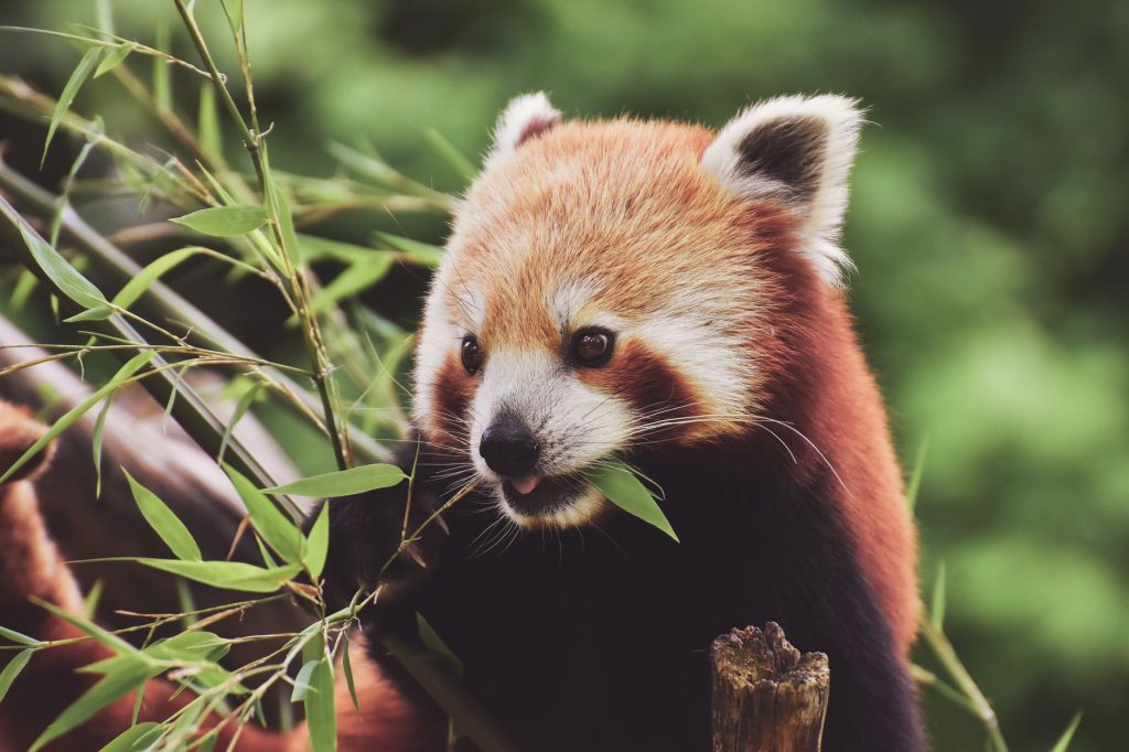 Panda roux en train de manger des pousses de bambou, son aliment principal