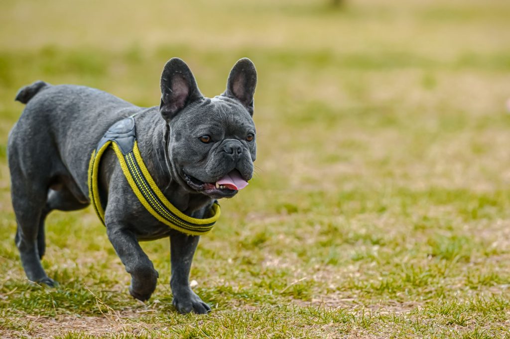 Bouledogue français en promenade au harnais dans un parc