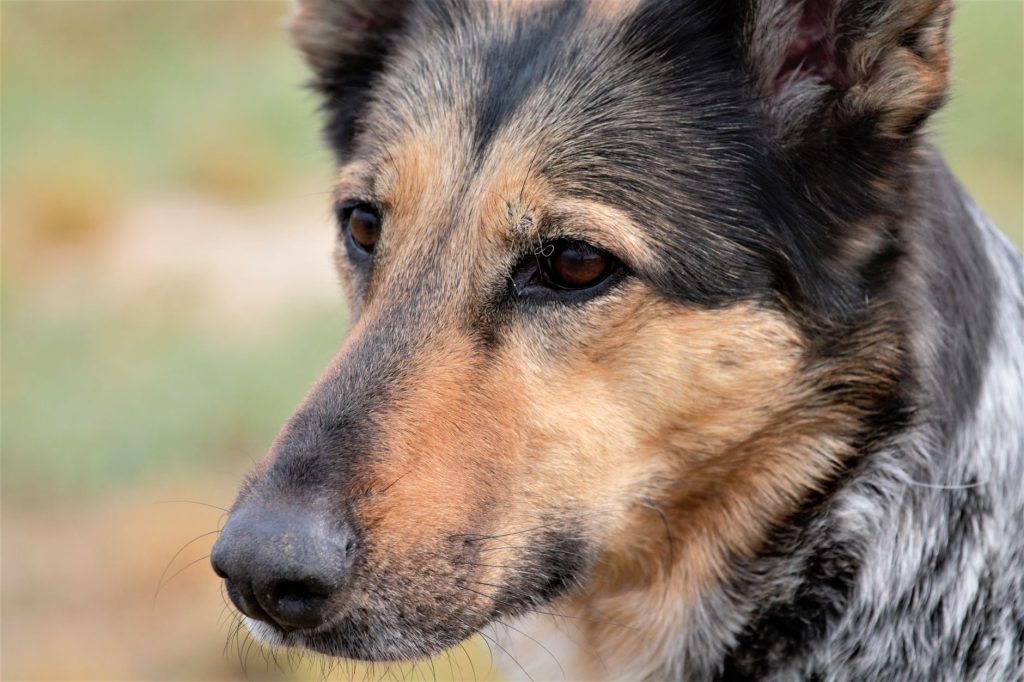 Berger Allemand : caractère, éducation et santé d&rsquo;un chien polyvalent