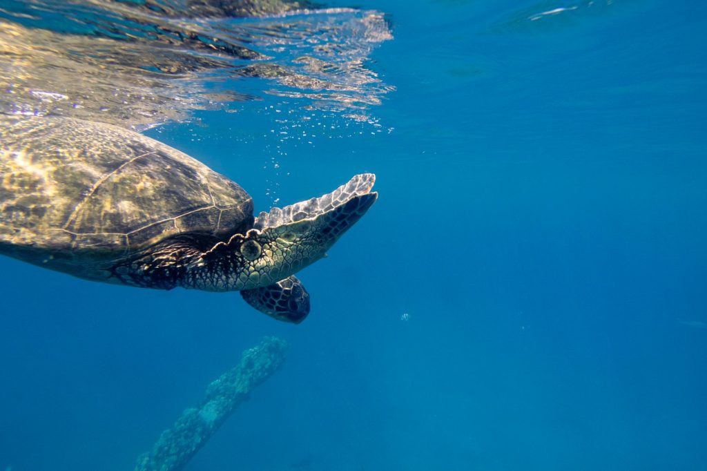 Tortue marine nageant sous l’eau près de la surface
