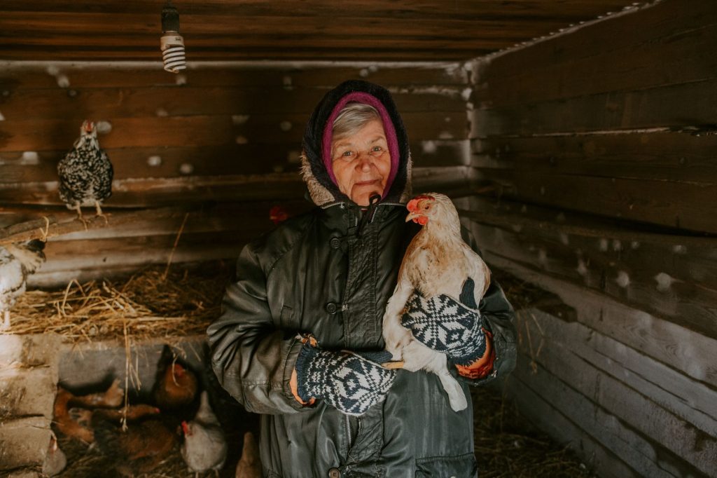 Préparer son poulailler pour l&rsquo;hiver : isolation, litière et ponte