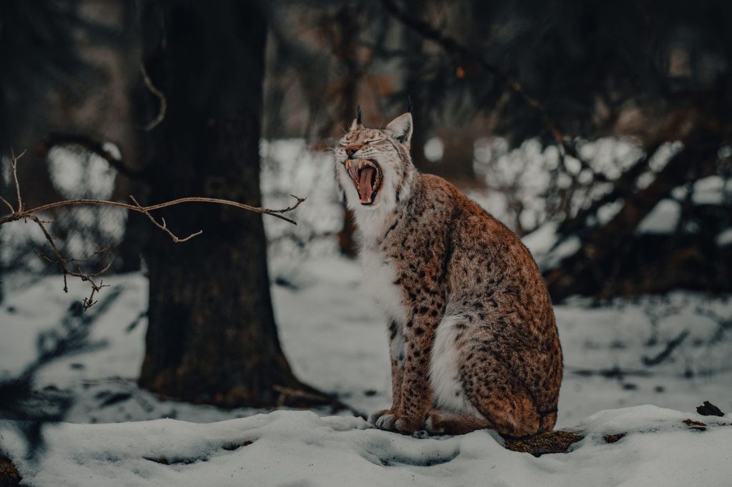 Lynx boreal baillant dans la neige en lisiere de foret