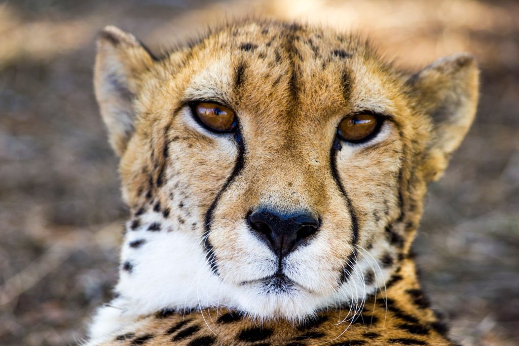 Portrait rapproché d'un guépard adulte montrant les larmes noires sous les yeux